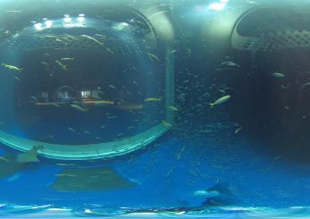 水族館等の体験学習に！